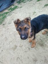 HERKULES, Hund, Mischlingshund in Ungarn
