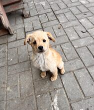 ROCKY, Hund, Mischlingshund in Rumänien