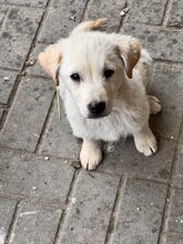 MARLEY, Hund, Mischlingshund in Rumänien
