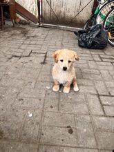 PADDY, Hund, Mischlingshund in Rumänien
