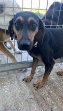 SARA, Hund, Mischlingshund in Griechenland
