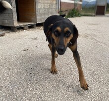 SARA, Hund, Mischlingshund in Griechenland - Bild 5