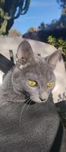 TAPENI, Katze, Russisch Blau-Mix in Frankfurt - Bild 3