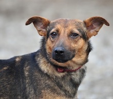 HEXA, Hund, Mischlingshund in Slowakische Republik - Bild 1