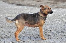 HEXA, Hund, Mischlingshund in Slowakische Republik - Bild 11