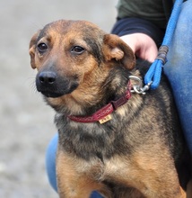 HEXA, Hund, Mischlingshund in Slowakische Republik - Bild 12