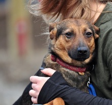 HEXA, Hund, Mischlingshund in Slowakische Republik - Bild 13