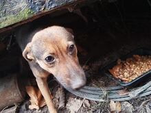 HEXA, Hund, Mischlingshund in Slowakische Republik - Bild 14