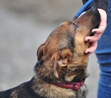 HEXA, Hund, Mischlingshund in Slowakische Republik - Bild 6