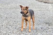 HEXA, Hund, Mischlingshund in Slowakische Republik - Bild 8