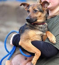 HEXA, Hund, Mischlingshund in Slowakische Republik - Bild 9