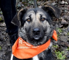 KELVINA, Hund, Deutscher Schäferhund-Mix in Slowakische Republik - Bild 1