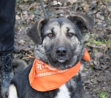 KELVINA, Hund, Deutscher Schäferhund-Mix in Slowakische Republik - Bild 10