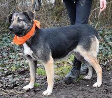 KELVINA, Hund, Deutscher Schäferhund-Mix in Slowakische Republik - Bild 11