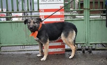 KELVINA, Hund, Deutscher Schäferhund-Mix in Slowakische Republik - Bild 12