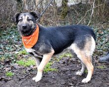 KELVINA, Hund, Deutscher Schäferhund-Mix in Slowakische Republik - Bild 3