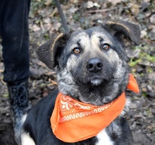 KELVINA, Hund, Deutscher Schäferhund-Mix in Slowakische Republik - Bild 4