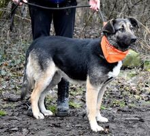 KELVINA, Hund, Deutscher Schäferhund-Mix in Slowakische Republik - Bild 5