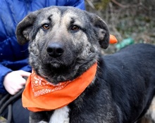 KELVINA, Hund, Deutscher Schäferhund-Mix in Slowakische Republik - Bild 6