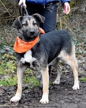 KELVINA, Hund, Deutscher Schäferhund-Mix in Slowakische Republik - Bild 7