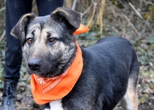 KELVINA, Hund, Deutscher Schäferhund-Mix in Slowakische Republik - Bild 8