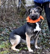 KELVINA, Hund, Deutscher Schäferhund-Mix in Slowakische Republik - Bild 9