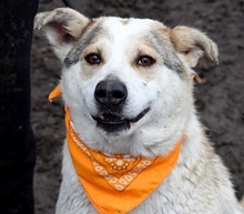 LENKA, Hund, Mischlingshund in Slowakische Republik - Bild 1