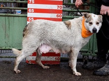 LENKA, Hund, Mischlingshund in Slowakische Republik - Bild 10