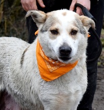 LENKA, Hund, Mischlingshund in Slowakische Republik - Bild 2