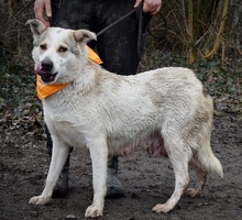 LENKA, Hund, Mischlingshund in Slowakische Republik - Bild 3