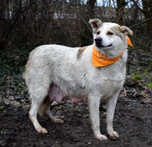 LENKA, Hund, Mischlingshund in Slowakische Republik - Bild 4