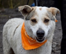 LENKA, Hund, Mischlingshund in Slowakische Republik - Bild 5