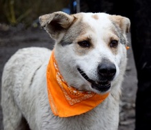 LENKA, Hund, Mischlingshund in Slowakische Republik - Bild 6