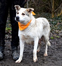 LENKA, Hund, Mischlingshund in Slowakische Republik - Bild 9