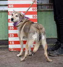 ORLEANA, Hund, Mischlingshund in Slowakische Republik - Bild 2