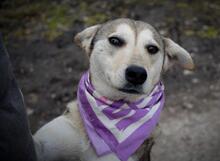 ORLEANA, Hund, Mischlingshund in Slowakische Republik - Bild 3