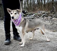 ORLEANA, Hund, Mischlingshund in Slowakische Republik - Bild 4