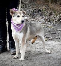 ORLEANA, Hund, Mischlingshund in Slowakische Republik - Bild 7