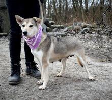 ORLEANA, Hund, Mischlingshund in Slowakische Republik - Bild 9