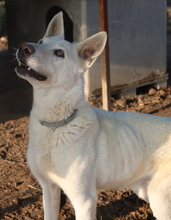 LUUK, Hund, Mischlingshund in Griechenland - Bild 10