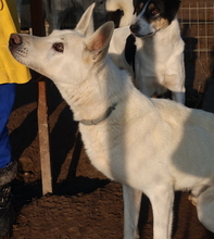 LUUK, Hund, Mischlingshund in Griechenland - Bild 11