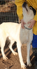 LUUK, Hund, Mischlingshund in Griechenland - Bild 13