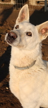 LUUK, Hund, Mischlingshund in Griechenland - Bild 2