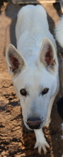 LUUK, Hund, Mischlingshund in Griechenland - Bild 3