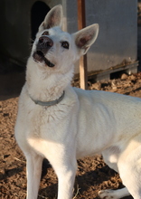 LUUK, Hund, Mischlingshund in Griechenland - Bild 4