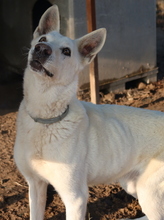 LUUK, Hund, Mischlingshund in Griechenland - Bild 8