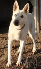 LUUK, Hund, Mischlingshund in Griechenland - Bild 9