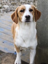 ALANI, Hund, Mischlingshund in Bosnien und Herzegowina