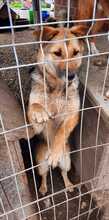 MIMI, Hund, Mischlingshund in Rumänien