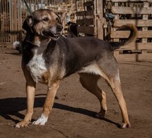 FOLTI, Hund, Mischlingshund in Ungarn - Bild 2